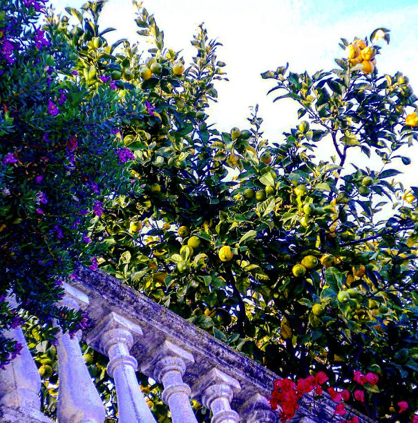 美丽的大自然在我的花园里图片下载