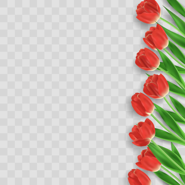 矢量现实的郁金香。彩色郁金香花与叶片孤立在透明的背景。矢量春天横幅和自然设计的快乐妇女，母亲节和生日庆典图片下载