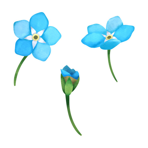 花的头和一个“我的脚”的花蕾图片下载