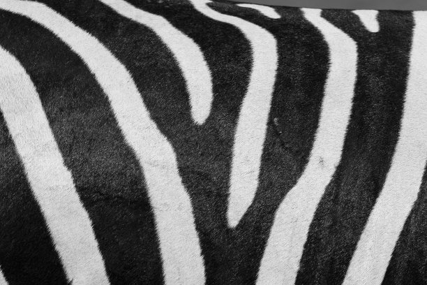 斑马皮图案纹理图片下载