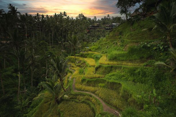 巴厘岛绿色丛林的高角度拍摄。图片下载