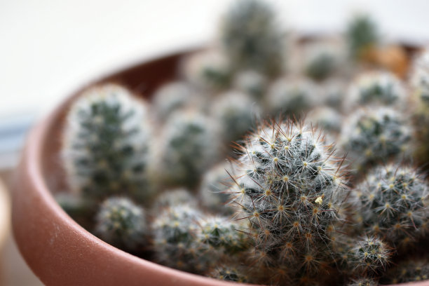 多刺仙人掌在花盆中的小枝。图片下载