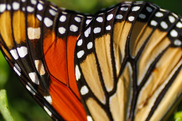 微距拍摄的美丽的君主蝴蝶翅膀孤立在绿色背景图片下载