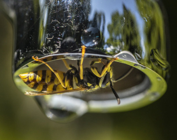 一只蜜蜂从水龙头喝水的微距照片图片下载