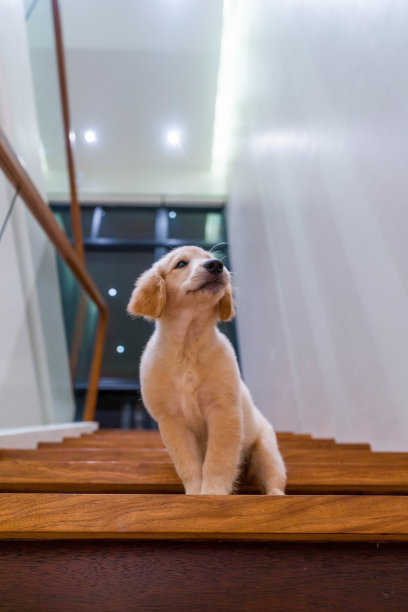 一只小狗在木楼梯上的特写镜头图片下载