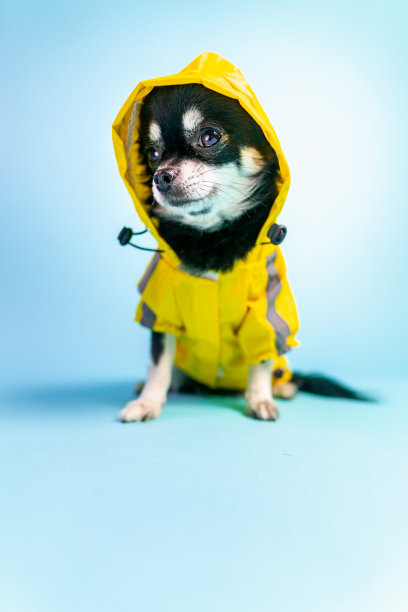穿着黄色雨衣的吉娃娃孤立在蓝色背景中图片下载