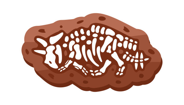 三角龙化石骨架。三角龙化石。恐龙骨架。有头骨的恐龙骨头。古生物学和考古学。图片下载