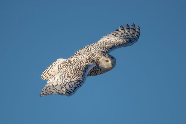 特写镜头的雪猫头鹰在飞行与背景的蓝天图片下载