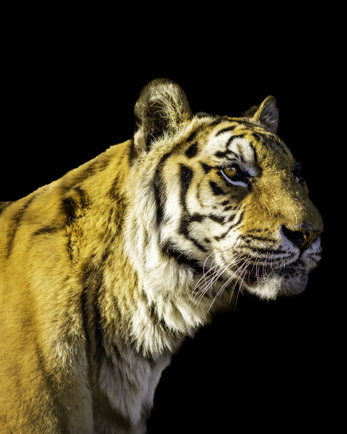 孟加拉虎的特写图片下载