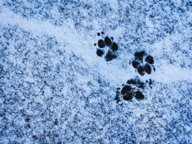 雪地上有狗爪印图片下载
