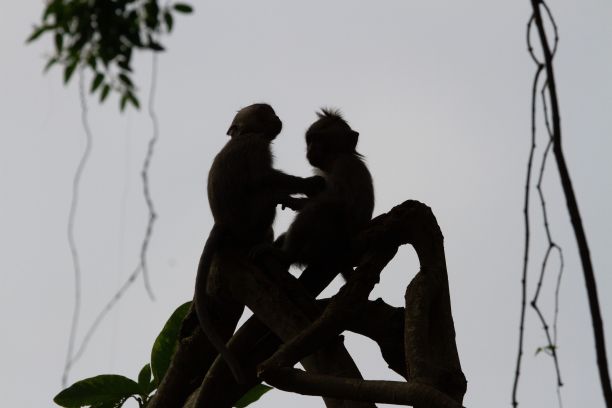 两只小猴子在树上休息的剪影图片下载