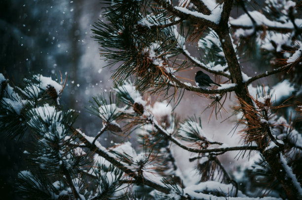 特写镜头:积雪覆盖的冷杉树枝和一只鸟坐在伊利诺伊州的树枝上图片下载