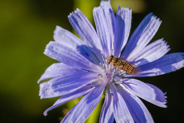 微距镜头的条纹食蚜蝇在紫色菊苣花图片下载