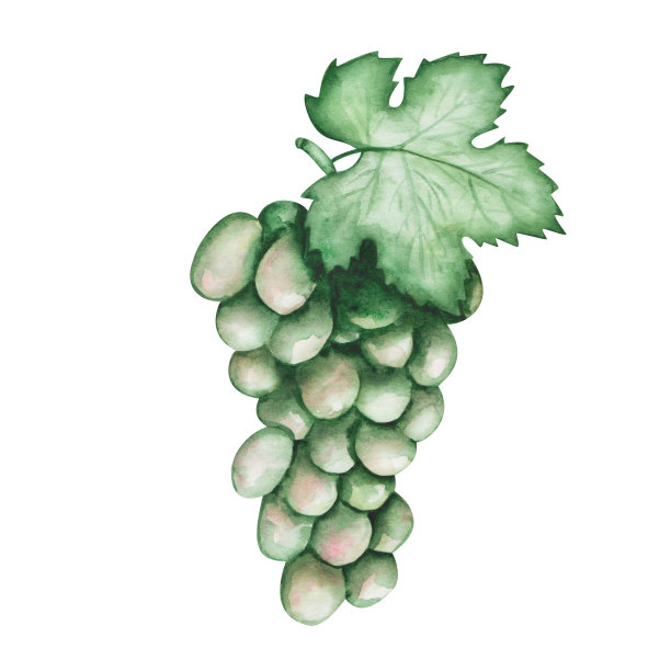 水彩插图。手绘绿葡萄与绿色的叶子和卷须。藤蔓，结甜浆果。夏天收获果实，秋天收获果实。酿酒用浆果。孤立的食品剪贴画的横幅图片下载