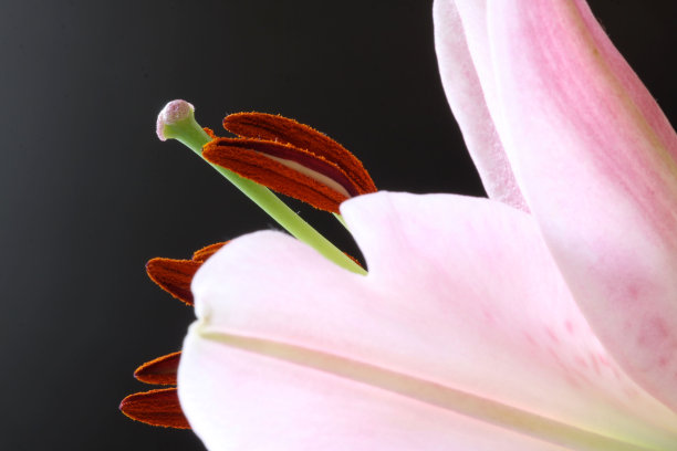 特写的粉红色百合花在黑色的背景图片下载