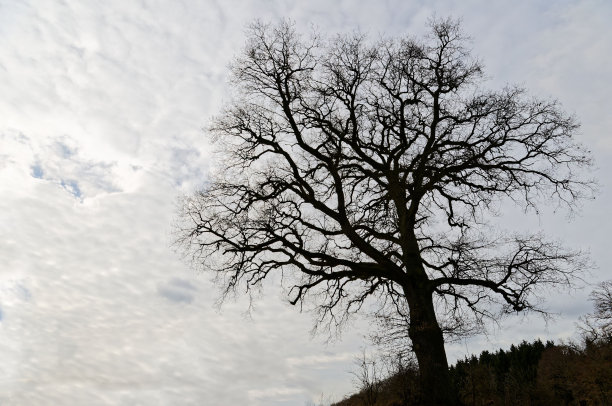 日落多云下青山上多枝落叶图片下载