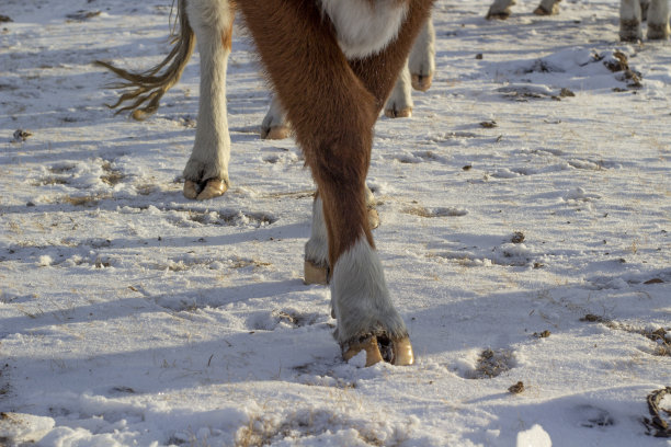 牛腿蹄子特写。大母牛站在农场地上图片下载