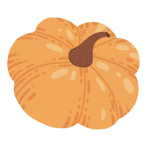 彩色南瓜手绘矢量图形插图。在白色背景上画出秋菜的整片半。时令新鲜植物束图片下载