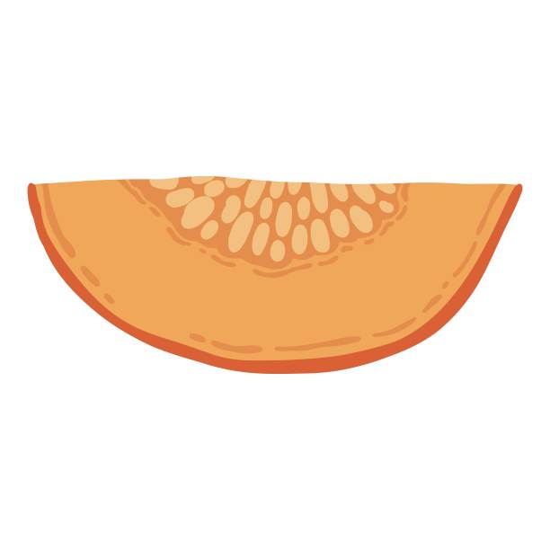 彩色南瓜手绘矢量图形插图。在白色背景上画出秋菜的整片半。时令新鲜植物束图片下载