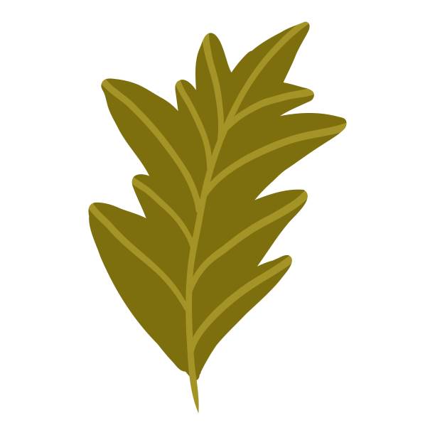 彩色南瓜叶手绘矢量图形插图。在白色背景上画出秋菜的整片半。时令新鲜植物束图片下载