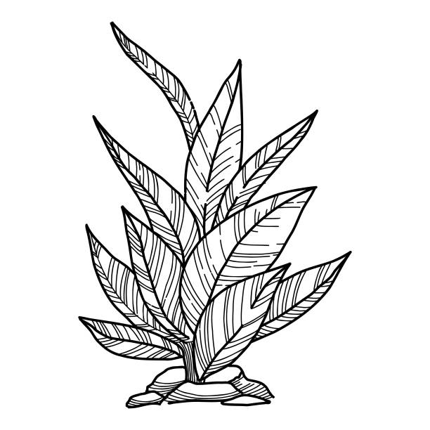 植物森林图标轮廓，手绘矢量。花园画图片下载