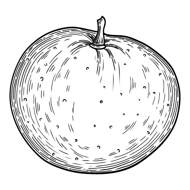 新鲜柑橘图标轮廓，手绘矢量。橙色食物图片下载