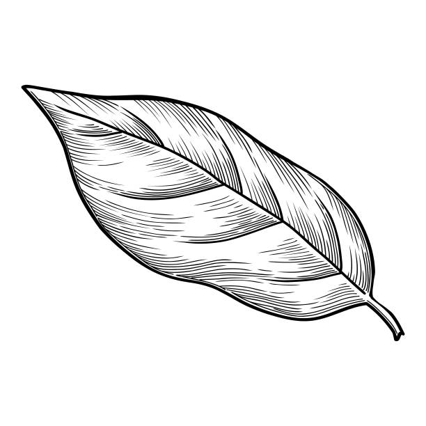 新鲜柑橘图标轮廓，手绘矢量。橙色食物图片下载