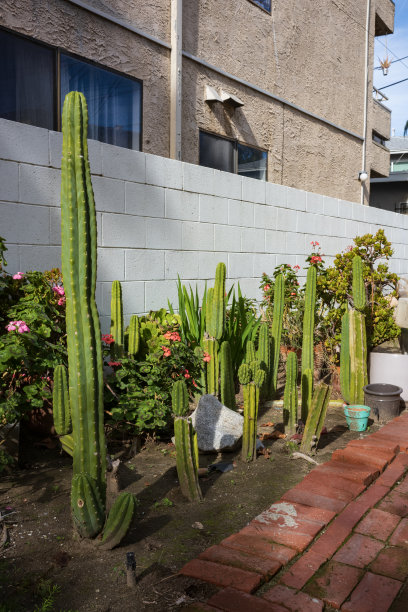 城市仙人掌花园图片下载