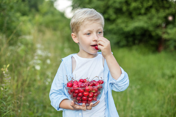 小男孩在花园里收集熟透的樱桃吃。快乐的男孩拿着新鲜的水果。图片下载