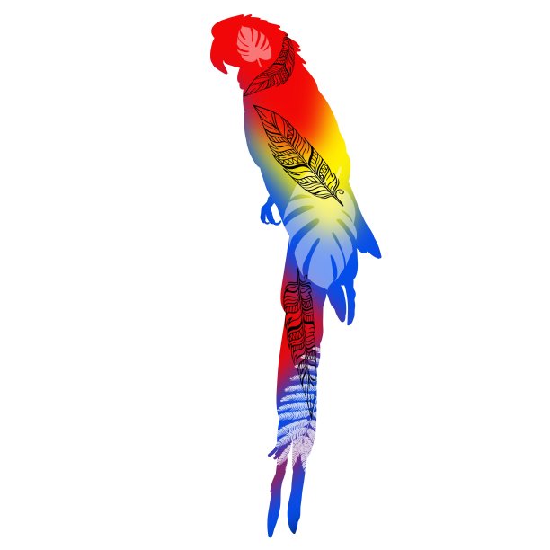鹦鹉插图图片下载