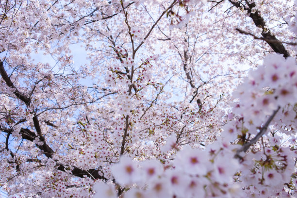 樱花图片下载