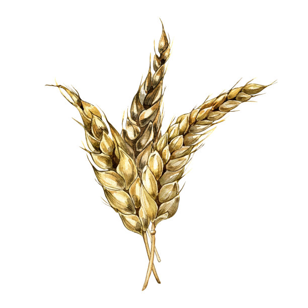 小麦穗束水彩画孤立的白色背景。图片下载