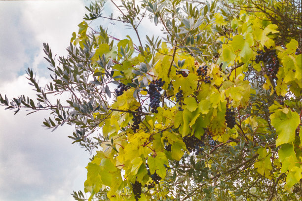 一颗葡萄的旧相机胶片照片图片下载