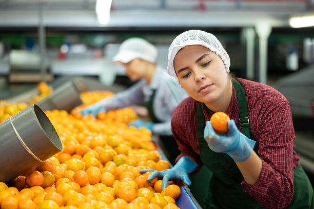 勤奋的年轻女工在传送带上检查橘子的质量。图片下载