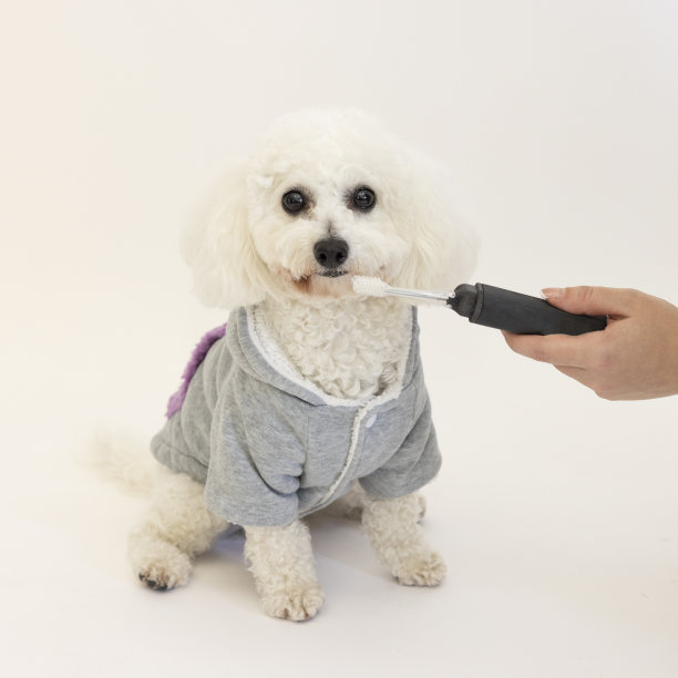 狗的牙齿健康图片下载