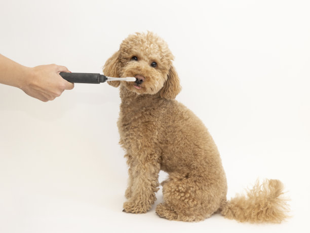 狗的牙齿健康图片下载