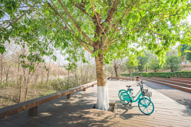 阳光下的树图片下载