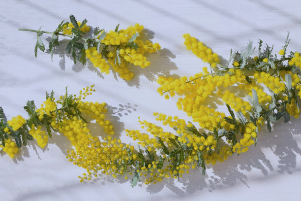 白色背景上有新鲜的含羞草花。图片下载