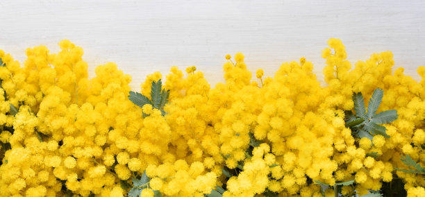 白色背景上有新鲜的含羞草花。图片下载