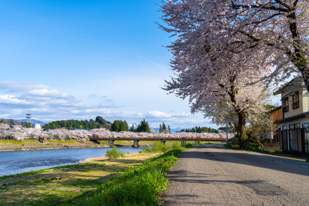 春日，日冲河江岸樱花盛开的季节，艳阳天图片下载