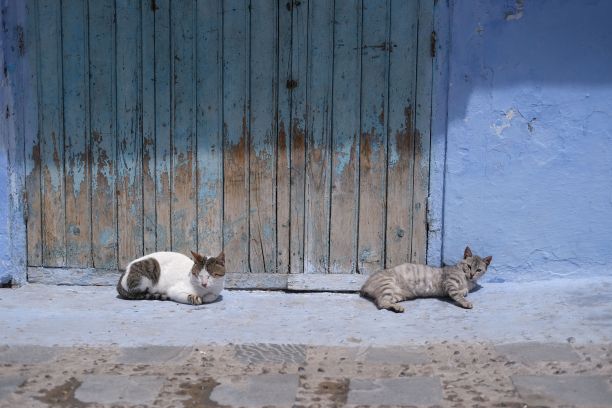 两只野猫躺在一扇旧木门前的美丽照片，颜色已经褪去图片下载