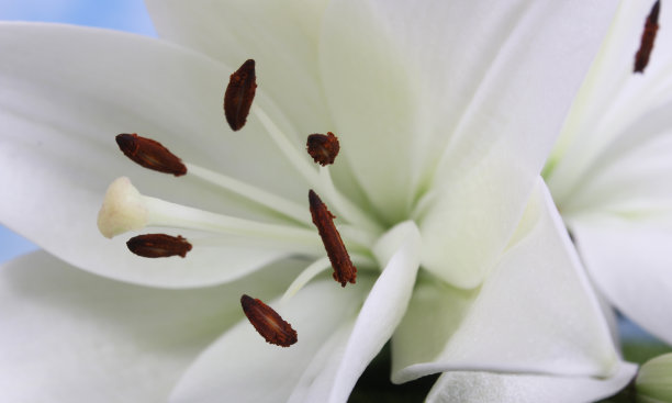 白色复活节百合的特写图片下载