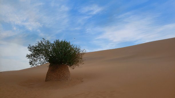 沙漠里孤独的树。图片下载