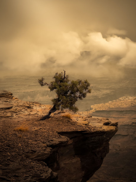 垂直拍摄悬崖边的一棵树。图片下载