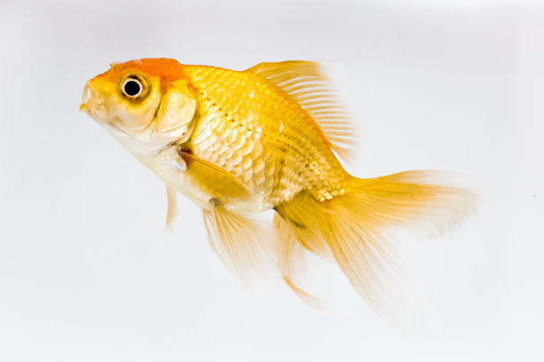 锦鲤鱼图片下载