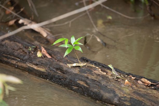 森林里的一棵圆木上，一株从泥里长出来的绿色小植物图片下载