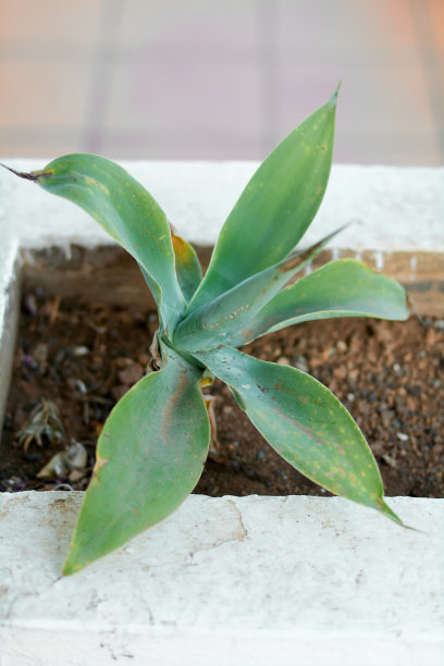 龙舌兰幼苗在土壤背景内的白色花盆与文字空间图片下载