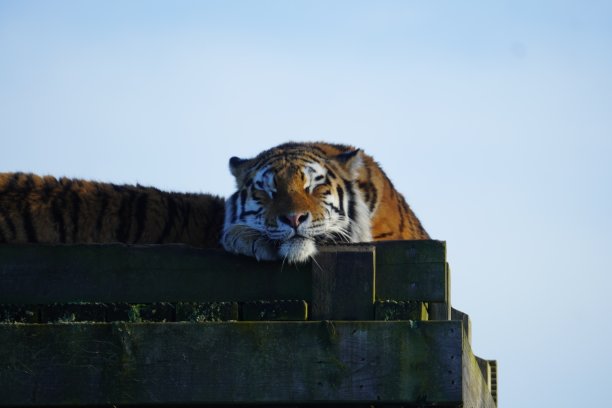 西伯利亚虎图片下载