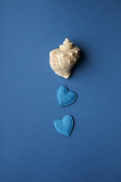 蓝色背景上的贝壳。图片下载