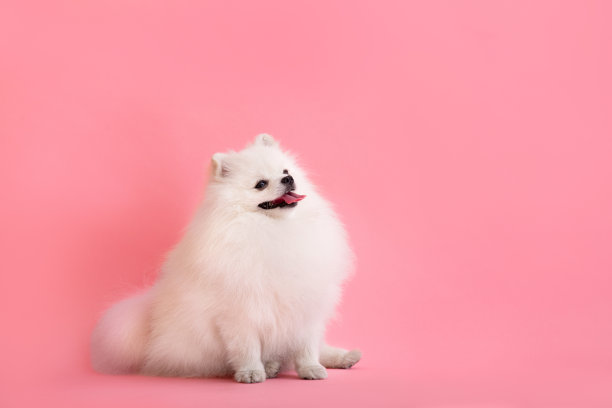 小狗品种博美犬滑稽地坐在粉红色的背景上图片下载